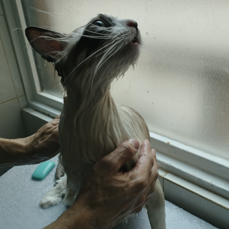 Servicio-de-baño